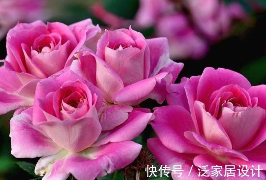 康乃馨|农历7月28号起，最适合养这些花，花姿妖娆，芳香四溢