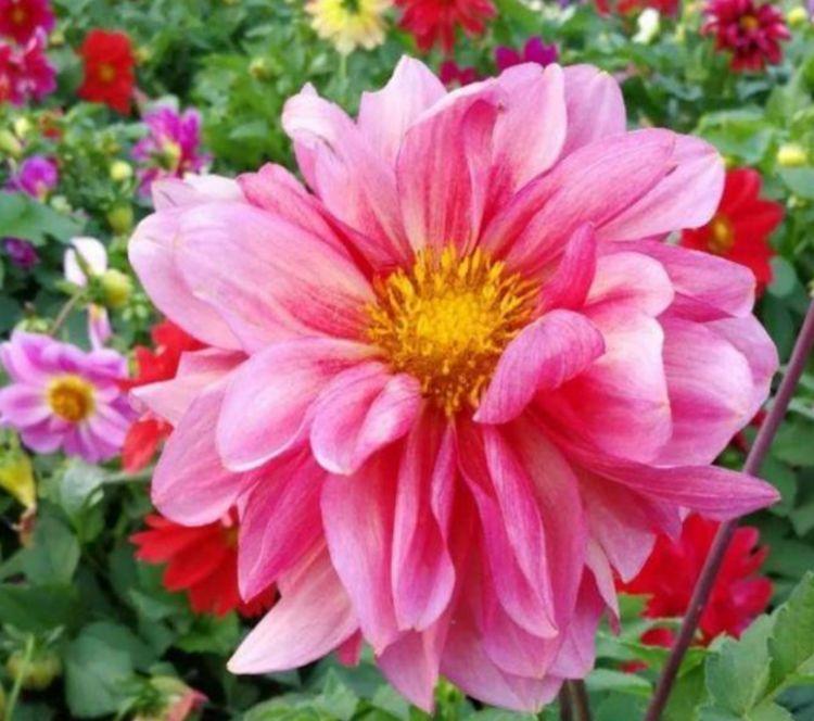 4种旺运花,吉祥添富贵,花朵多又艳,直接变成“小花园”!