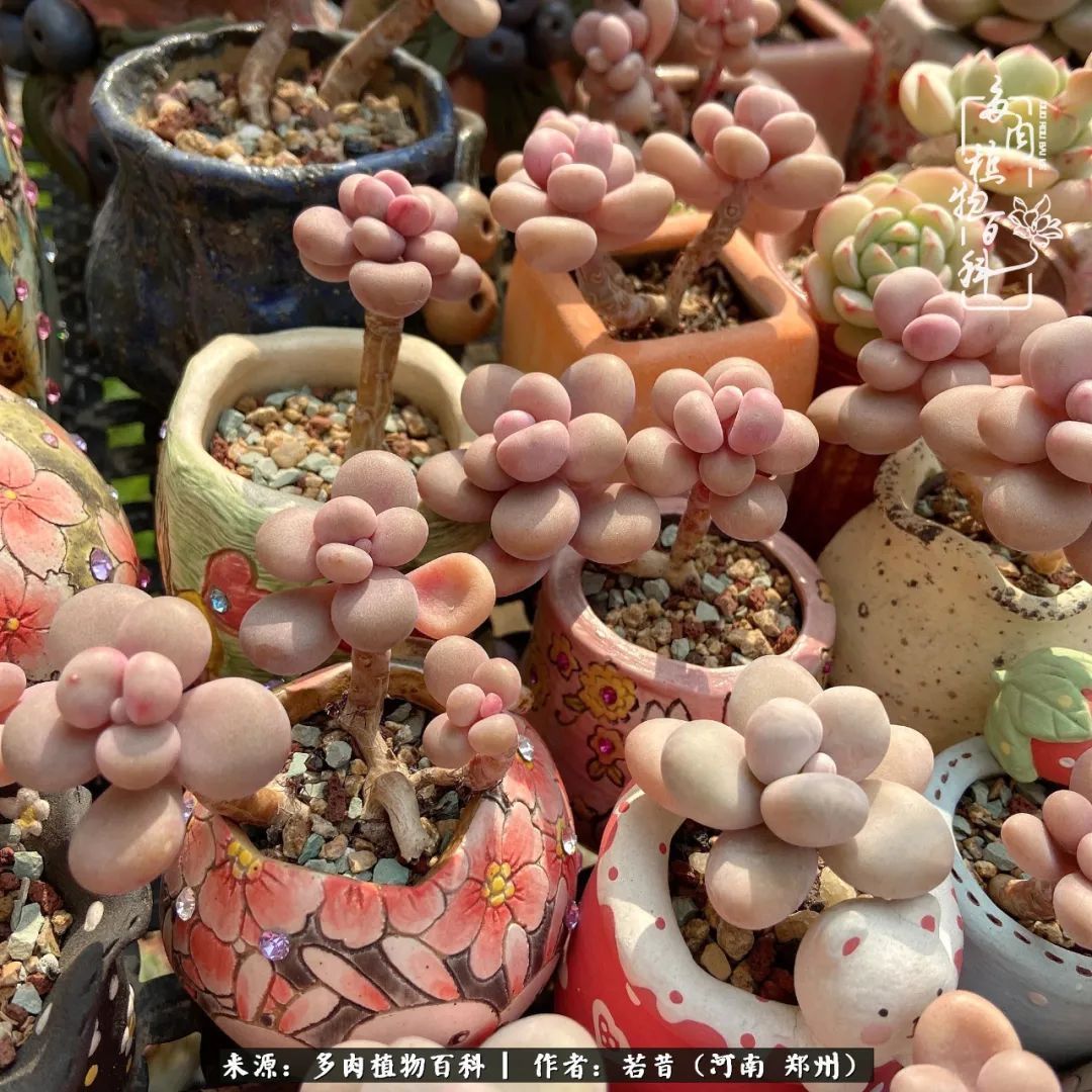 迷你小院儿，种满多肉、花草和蔬果，沉醉在自己的世外桃源！