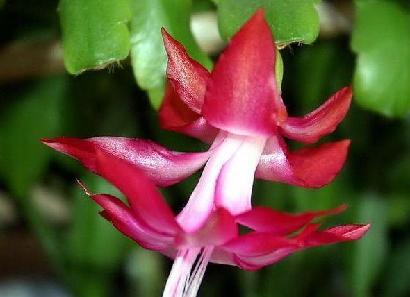  美艳|养花就养这几款，全年开花不停，花色鲜艳夺目，花朵美艳迷人