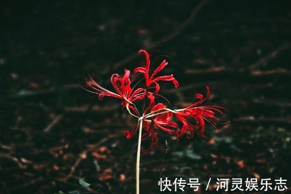 富婆命|“一辈子不缺男人”的4大生肖女,不缺钱不缺爱,典型的富婆命!