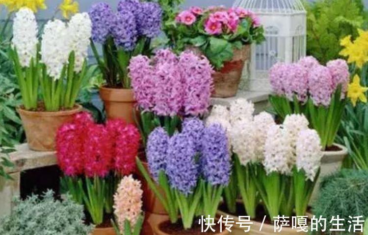 这些花卉美过玫瑰，一年四季花开不停，惊艳如花球，美翻了