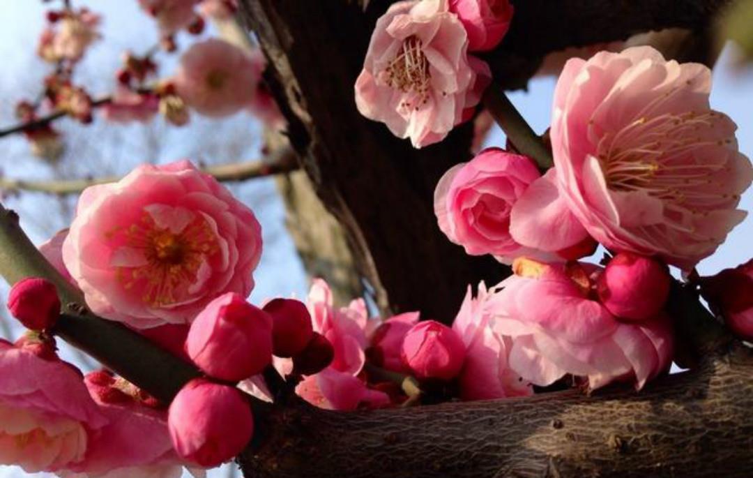 结尾|清朝诗人林古度这首咏梅诗,开篇就是名句,结尾更是写出了新意!