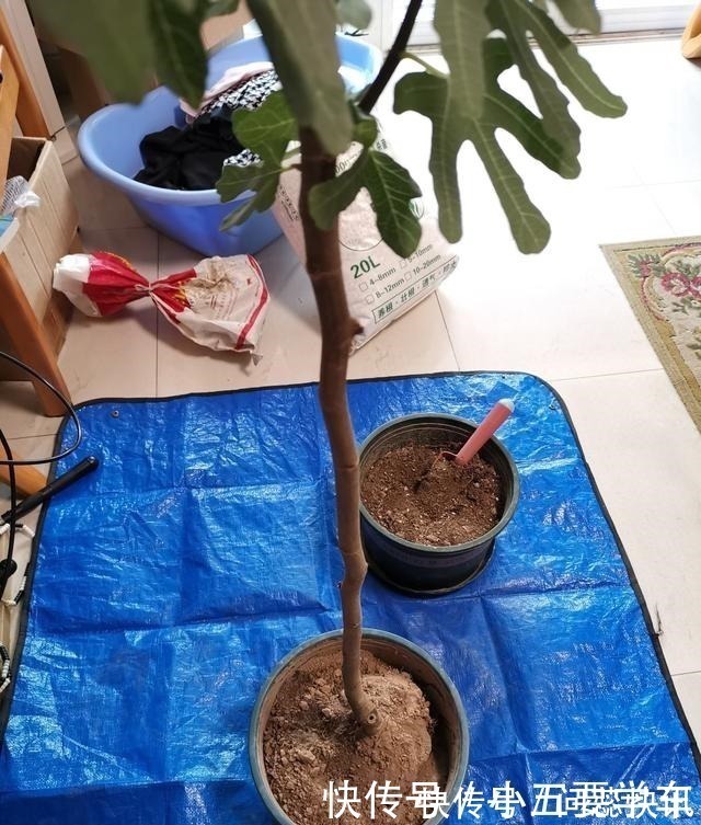 浇水时的3个坏习惯,赶紧丢掉,不然土壤硬得像石头!