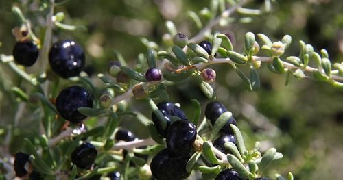 中年人想健康，多吃的食物，强身壮阳、健脑增智、延缓衰老