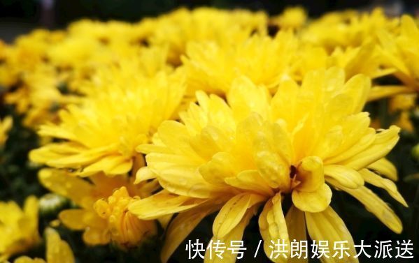 喜欢菊花,不如养株“珍稀名菊”雨润葵黄,似金黄葵花,鲜艳美丽
