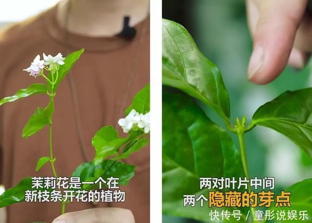 家里种茉莉花,开完了像我这样修剪一下,花期很快就能再开爆啦