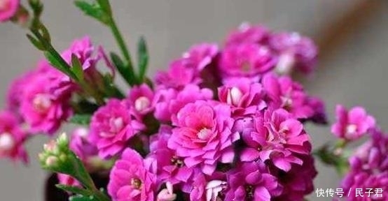 夏天|夏天养花注意了,这4种花千万别乱浇水,越浇越死的快