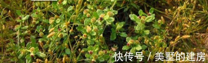 鹅不食草|名字叫“鹅不食草”的植物有哪几种,你知道吗?