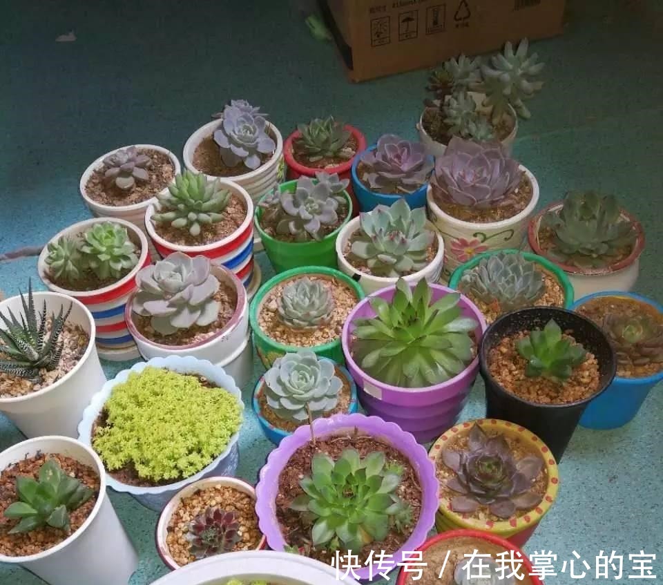 花友|刚买的多肉植物怎么养才不会死, 老花友给新手的8个建议