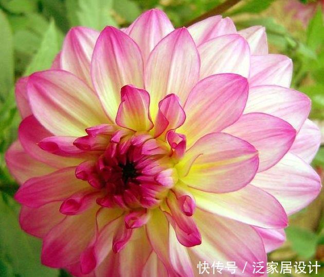 4种花很耐养，沾土就能活，开花漂亮花期长，谁养谁喜欢