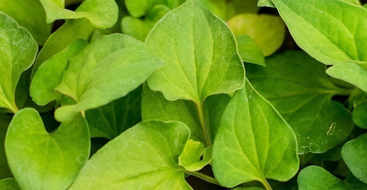 清洁工|“中药抗生素”的鱼腥草不仅营养价值高，还有肺部清洁工的称号！