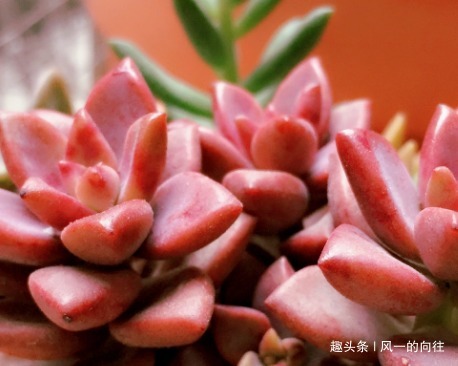 家养|家养姬胧月总是长不好学会这三个小技巧，轻松养的肥嘟嘟