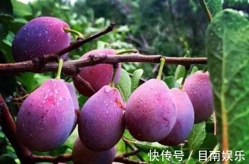 桃子|最养女人的3种水果,女人睡前吃两个,补血气抗衰老,美白去皱