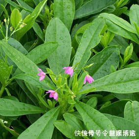 野菜|农村有一种菜，富含各种蛋白质，维生素和矿物质，营养高