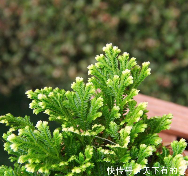 干旱|3种“野草”,挖回家里做“盆景”,价格飙升,仿古大气,别错过