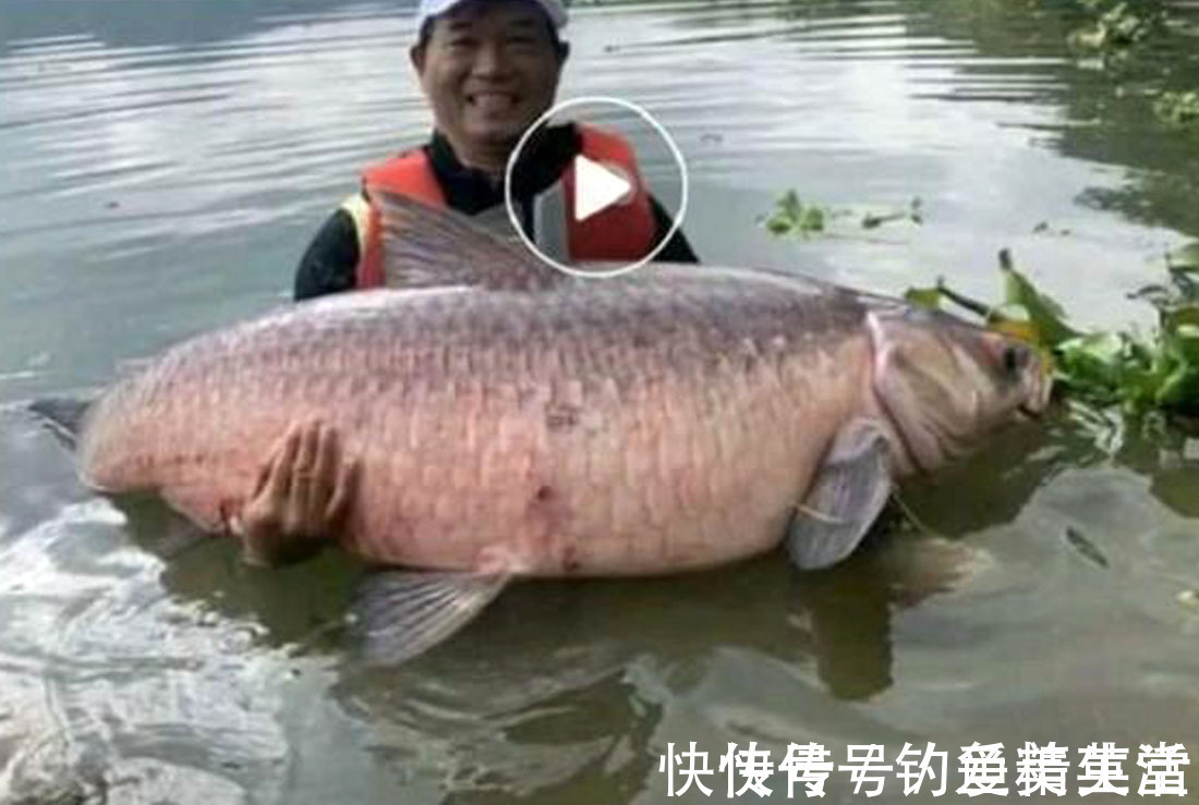 大师们|人怕出名鱼怕邓刚,因为“水库盘鱼塘老板”的视频走红