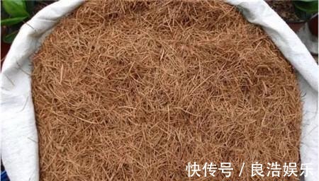 松针土|换盆先别忙，找到这3种材料旧土变新土，啥花也能用