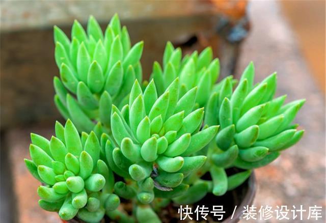 咕噜|这“三多肉”不怕热，三伏天正常“补水施肥”，咕噜冒崽挤满盆