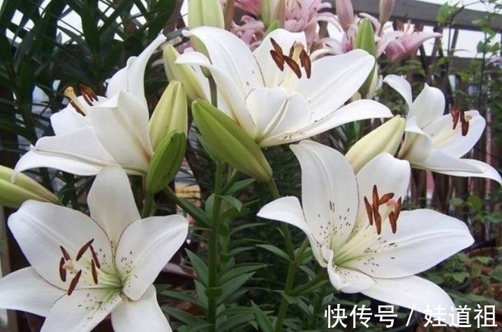 百合花|阳台种几盆香香花，清晨开窗香气溢满屋，芬芳香气好看又好养，美