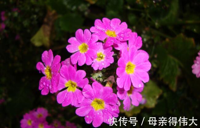 养花试试这几款,花开繁茂,避免暴晒引起花朵衰败