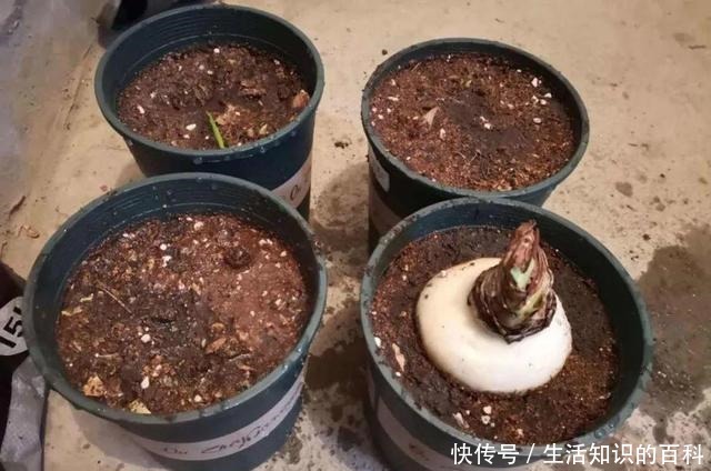 想省心就养这些花，没有病虫害，就爱开花！想省心就养这些花，没有病虫害，就爱开花！