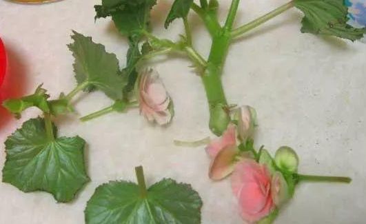 此1种花,一片叶子能插活,一开就是6个月,养了就赚了