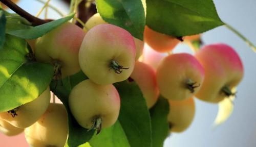 对身体十分有益的食物,每天吃些,补充营养,排毒润肠!