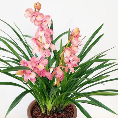 最香的兰花品种，花大色艳花香浓,花期长花量大,出架真漂亮