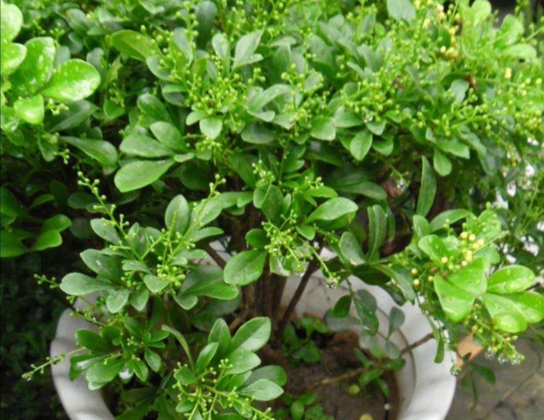 栀子花|家里养4种花,容易缺铁,每月浇一次硫酸亚铁,长得旺叶子绿