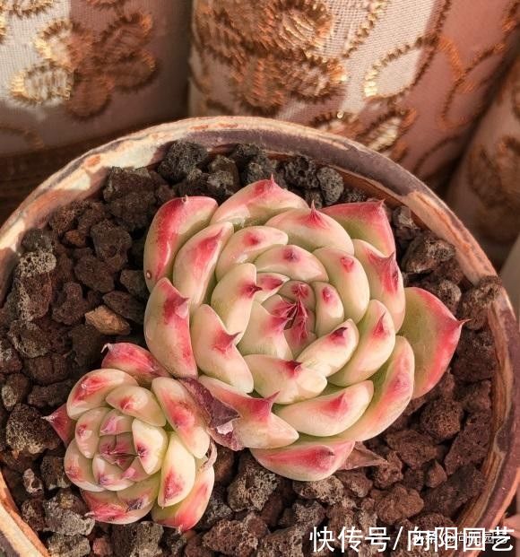 养多肉，忌讳用大盆，花盆越小越好，节省空间，多肉长得健康