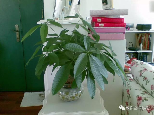 土生根|4种花放水里猛长根,比土培好养100倍,一分钱不花,还很漂亮!