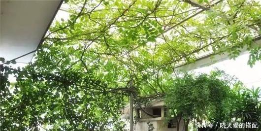 遮阳网|夏天来了不懂此些花卉降温方法,难怪你的花都死了