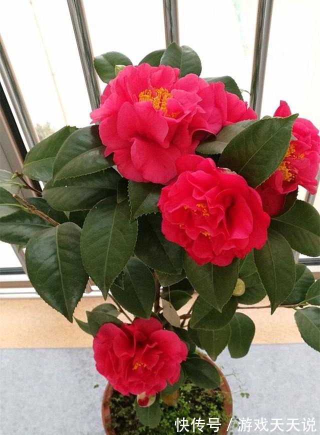 此花，温度越高越好闻，花色艳丽，花型超大，养护简单适合新手！