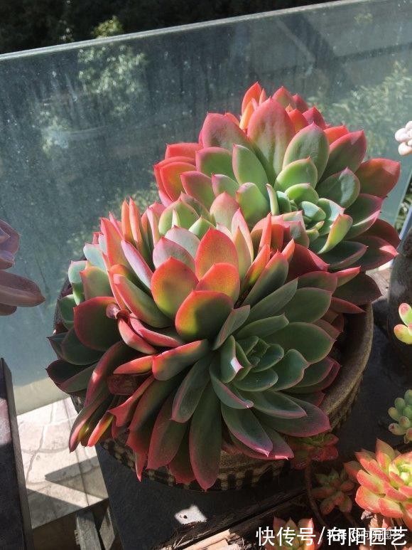 多肉之所以养不好,全在“水”上,“不会”浇水,直接烂根