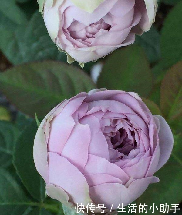 25款包子型月季,花开永不败,大花好养又丰花,新手推荐种植!