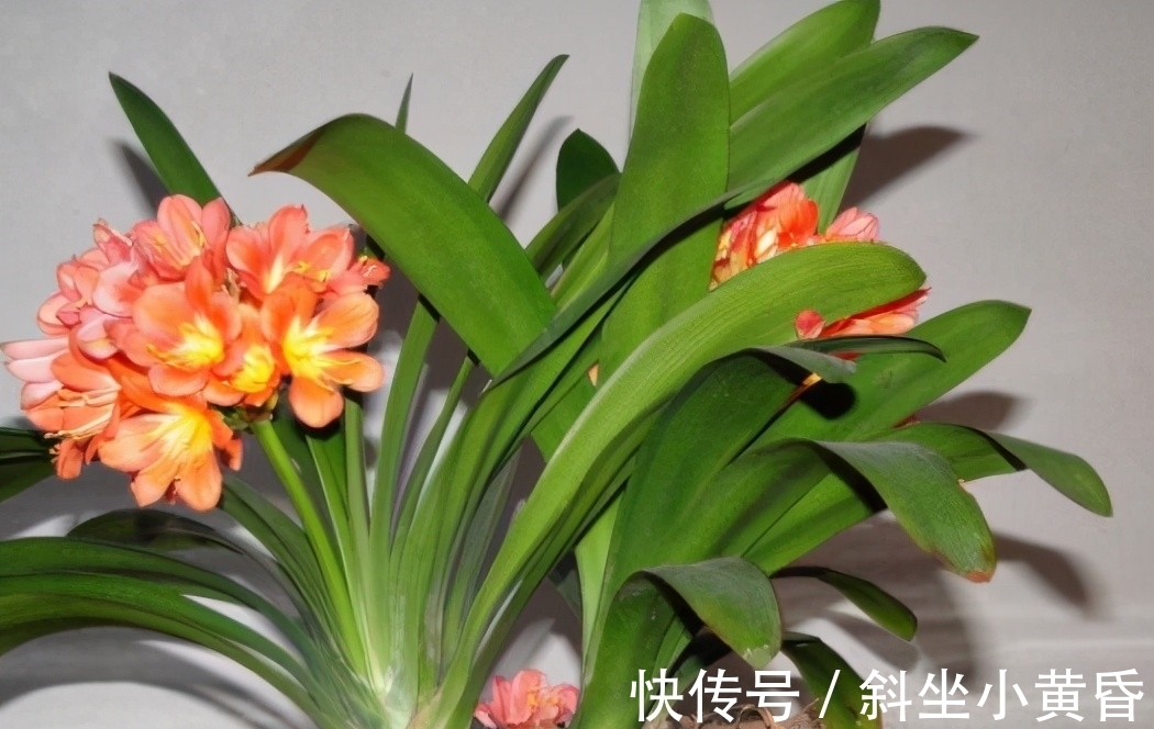 换盆|君子兰想要明年开花,春季就要换盆,掌握好技巧,才能长得旺盛