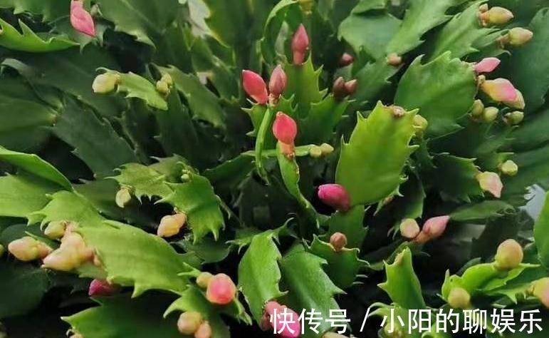 养护|蟹爪兰烂根不要扔，处理得当，来年满盆还开花