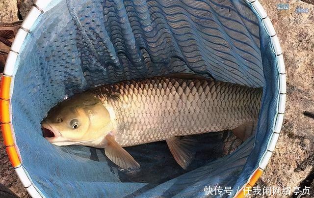 弄明白顶漂的原因，提竿抓口，中鱼率不比顿口差