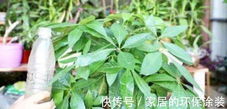 浇花|一把黄豆、一些果皮,囤上2个月,制成万能水肥,养花赚大了