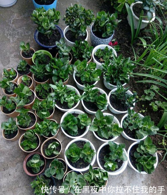 秋天到长寿花“撒欢长”，教你3个窍门，摁住枝条，长花苞