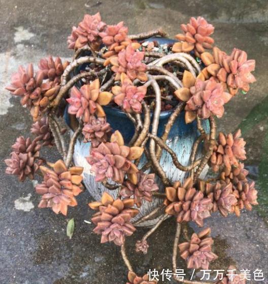 肥厚|推荐2种经典的普货多肉，叶片肥厚易爆崽，长成漂亮悬崖桩