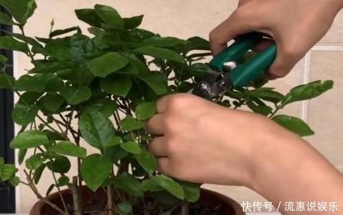 矮化茉莉的手法，只需这里“剪一下”，植株矮壮，发满“花芽”