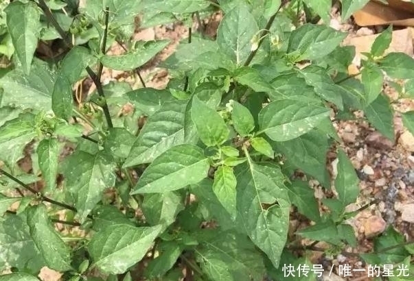 野菜|提个醒:见到此野菜,一定要拔回家,好处不请自来,作用非常大