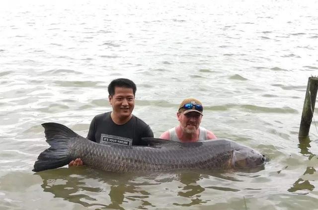 钓到大鱼后拍完照就放生,是假装高尚?真实情况是这样的