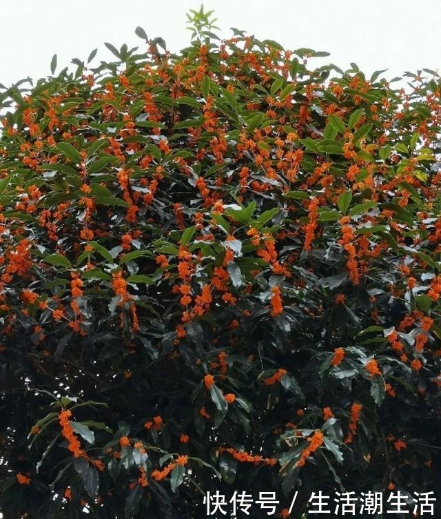 50年的桂花树，卖了5万块钱，大家觉得值吗！