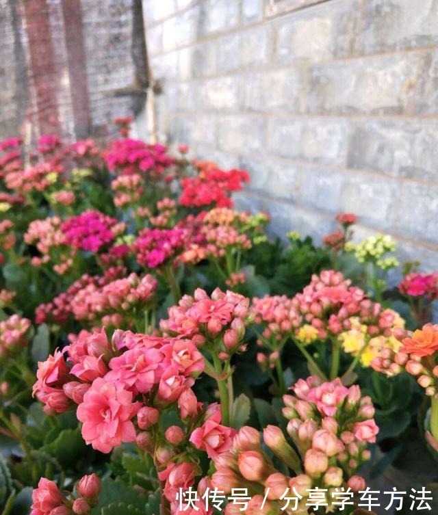 养花施肥,这“4大禁区”莫入,不然适得其反,啥花都会烂根黄叶!