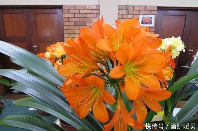 5种“吉利花”,冬天是“难关”,再漂亮也别买,买了也是浪费钱!