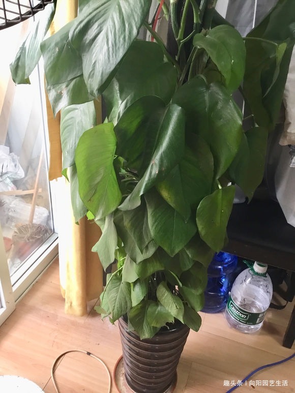 养花的5个“坏习惯”，你中了没，赶紧改掉，否则仙人掌都能养死