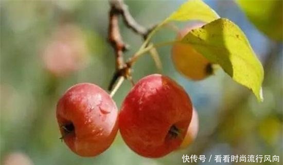 都是能够食|海棠果能吃吗,能吃冰冻食用更佳